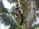 Black And White Ruffed Lemur, Île Aux Nattes